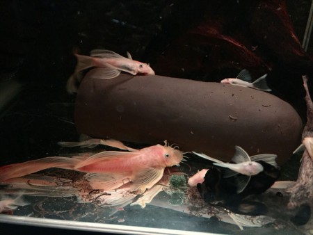 Ancistrus Ancistrus L144 Longfin Trio